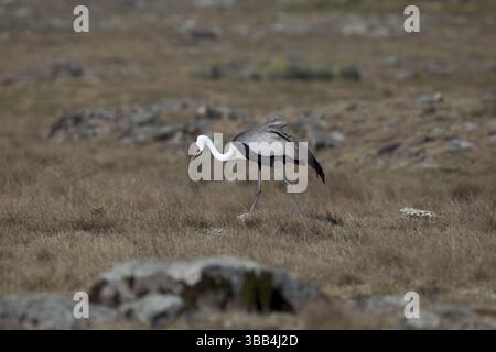 Grue Wattled (Grus carunculata), parc national des montagnes Bale, Ethiopie, Afrique Banque D'Images