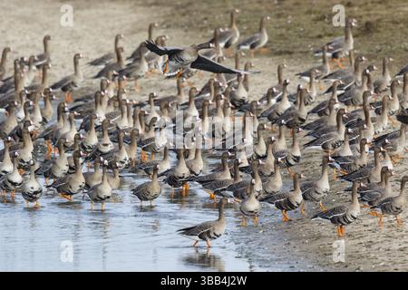 Grande oie à fronts blancs (Anser albifrons) énorme troupeau reposant dans l'eau, Rhénanie du Nord-Westphalie, Allemagne, Europe Banque D'Images