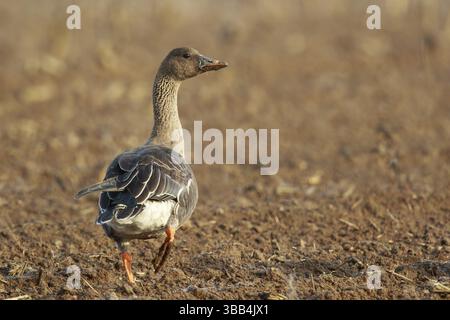 OIE de la toundra (Anser serrirostris rossicus) en champ, Rhénanie du Nord-Westphalie, Allemagne, Europe Banque D'Images