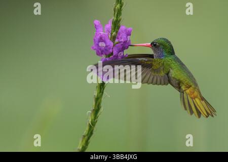Saphir à gorge bleue (Hylocharis eliciae) volant et se nourrissant d'une fleur au Costa Rica Banque D'Images