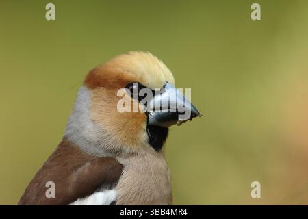 Appelvink Coccothraustes coccothraustes Hawfinch,, Banque D'Images