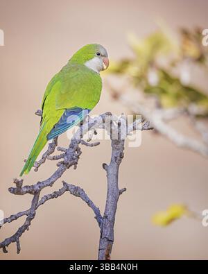 Perruche moine (Myiopsitta monachus) perchée sur une branche, Espagne, Europe Banque D'Images