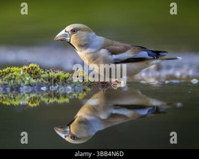 Hawfinch (Coccothraustes coccothraustes) femelle à un trou d'eau, pays-Bas Banque D'Images