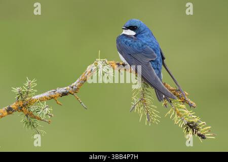 Hirondelle (Tachycineta bicolor) perchée sur une branche de conifère, Colombie-Britannique, Canada, Amérique du Nord Banque D'Images