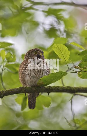 Chouette pygmée eurasienne (Glaucidium passerinum), Bavière, Allemagne, Europe Banque D'Images