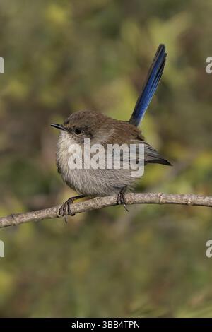 Superbe femelle Fairywren (Malurus cyaneus) perchée sur une branche, Australie, Océanie Banque D'Images
