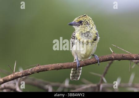 Barbet d'Arnaud (Trachyphonus darnaudii usambiro) perché sur une branche, Serengeti, Tanzanie, Afrique Banque D'Images