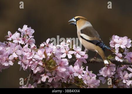 Appelvink Coccothraustes coccothraustes Hawfinch,, Banque D'Images