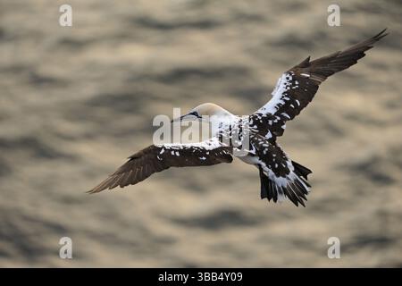 Gannet du Nord (Morus bassanus) vol juvénile, Schleswig-Holstein, Allemagne, Europe Banque D'Images