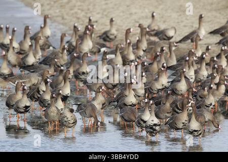 Grande oie à fronts blancs (Anser albifrons) énorme troupeau reposant dans l'eau, Rhénanie du Nord-Westphalie, Allemagne, Europe Banque D'Images
