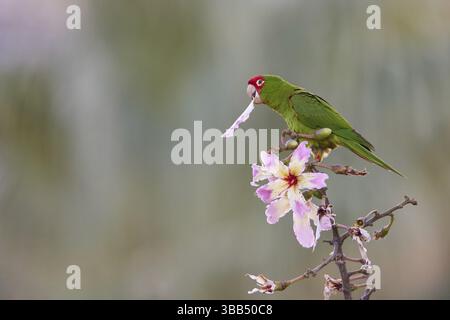 Perruche masquée rouge (Psittacara erythrogenys), Valence, Espagne, Europe Banque D'Images