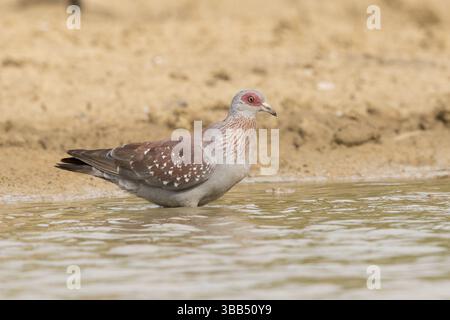 Pigeon moucheté (Columba Guinea), Gambie, Afrique Banque D'Images