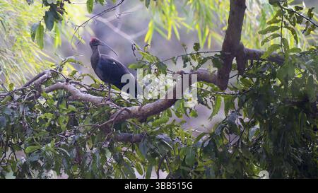 Ibis à poil rouge (Pseudibis papillosa), Parc national de Tadoba, Inde, Asie Banque D'Images