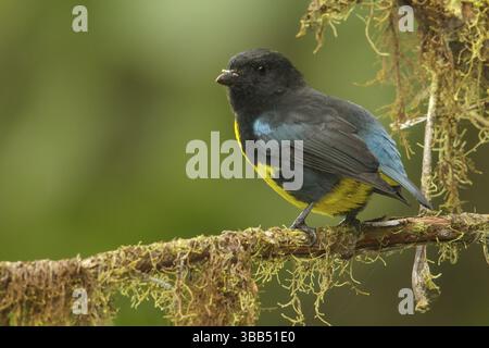 Tanager noir et or (Bangsia melanochlamys) perché sur une branche dans les montagnes de Colombie, Amérique du Sud Banque D'Images