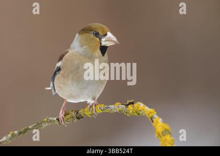 Hawfinch (Coccothraustes coccothraustes) mâle perché sur une branche, Pologne, Europe Banque D'Images