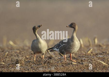 OIE de la toundra (Anser serrirostris rossicus) en champ, Rhénanie du Nord-Westphalie, Allemagne, Europe Banque D'Images