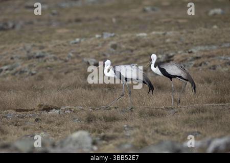Paire de grues Wattled (Grus carunculata), parc national des montagnes Bale, Ethiopie, Afrique Banque D'Images