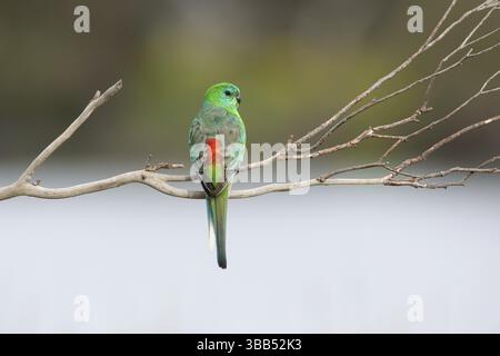 Perroquet rouge (Psephotus haematonotus) mâle perché sur une branche, Victoria, Australie, Océanie Banque D'Images