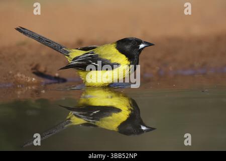 Audubon's Oriole (icterus graduacauda) baignade masculine, Texas, USA, Amérique du Nord Banque D'Images