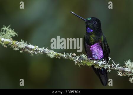 Starfrontlet à gorge bleue (Coeligena helianthea) perché sur une branche dans les montagnes de Colombie, Amérique du Sud Banque D'Images