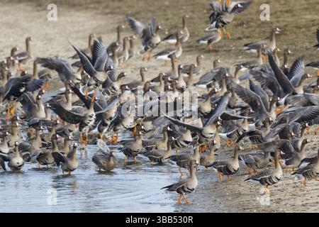 Grande oie à fronts blancs (Anser albifrons) énorme troupeau reposant dans l'eau, Rhénanie du Nord-Westphalie, Allemagne, Europe Banque D'Images