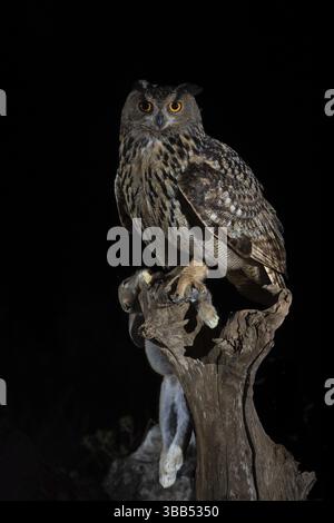Eurasian Eagle-Owl (Bubo bubo) mâle avec proie de lapin, Estrémadure, Portugal, Europe Banque D'Images