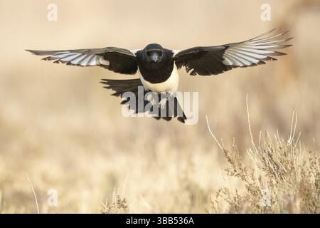 Pie eurasienne (Pica pica) volant, Castille-la Manche, Espagne, Europe Banque D'Images
