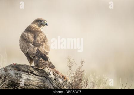 Buzzard commun (Buteo buteo), Castille-la Manche, Espagne, Europe Banque D'Images