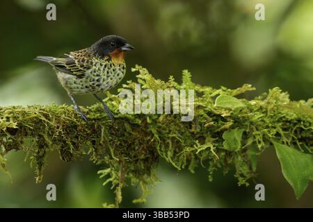 Tanager à gorge rousse (Tangara rufigula) perché sur une branche dans les Andes de Colombie Banque D'Images