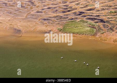 Grand Flamingo (Phoenicopterus roseus) vol en groupe, Andalousie, Espagne, Europe Banque D'Images