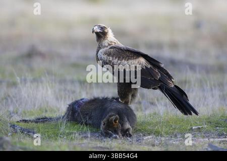 Aigle à queue cunéiforme (Aquila audax) juvénile sur la carcasse d'un wallaby des marais (Wallabia bicolor), Victoria, Australie, Océanie Banque D'Images