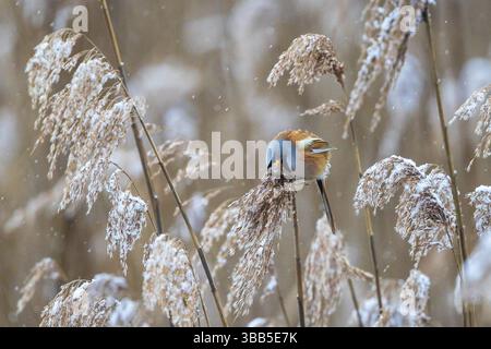 Rotule barbu (Panurus biarmicus) mâle perché dans un lit de roseaux, Bade-Wuerttemberg, Allemagne, Europe Banque D'Images