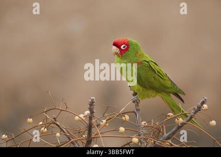 Perruche masquée rouge (Psittacara erythrogenys), Espagne, Europe Banque D'Images