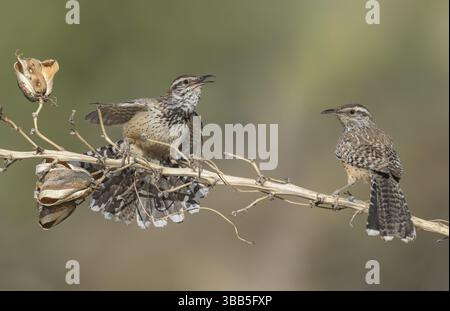 Paire de cactus Wren (Campylorhynchus brunneicapillus) perchée sur une branche, Arizona, USA, Amérique du Nord Banque D'Images