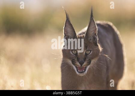 Caracal (Caracal Caracal) Portrait adulte, Castille-la Manche, Espagne, Europe Banque D'Images