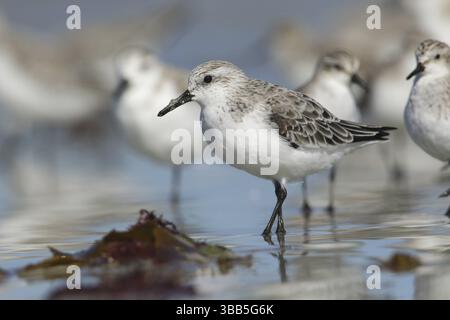 Sanderling (Calidris alba), Victoria, Australie, Océanie Banque D'Images