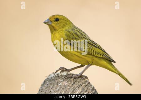 Pingembre safran (Sicalis flaveola) femelle, Bolivie, Amérique du Sud Banque D'Images