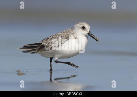 Sanderling (Calidris alba), Victoria, Australie, Océanie Banque D'Images