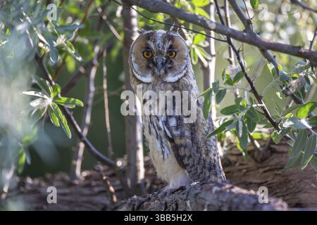 Chouette à oreilles longues (Asio otus) juvénile, Mecklembourg-Poméranie occidentale, Allemagne, Europe Banque D'Images