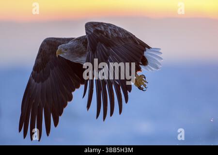 Aigle à queue blanche (Haliaeetus albicilla) volant, Hokkaido, Japon, Asie Banque D'Images