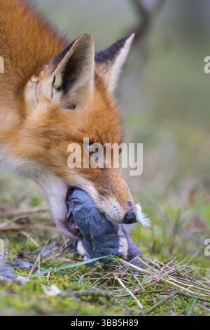 Renard rouge (Vulpes vulpes) adulte se nourrit de pigeon commun (Columba palumbus), pays-Bas Banque D'Images