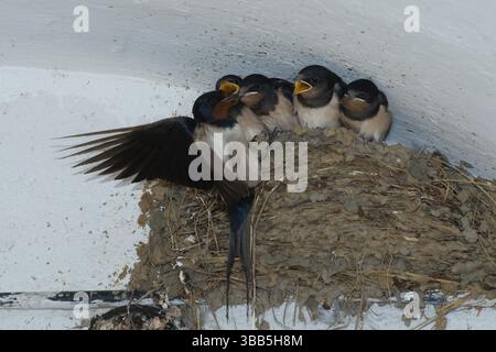 Hirondelle grange (Hirundo rustica) nourrissant les jeunes dans le nid, Saxe, Allemagne, Europe Banque D'Images