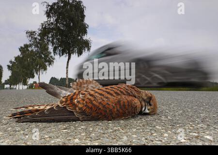 Femelle décédée de Cestrel commun (Falco tinnunculus) sur la route, Saxe-Anhalt, Allemagne, Europe Banque D'Images
