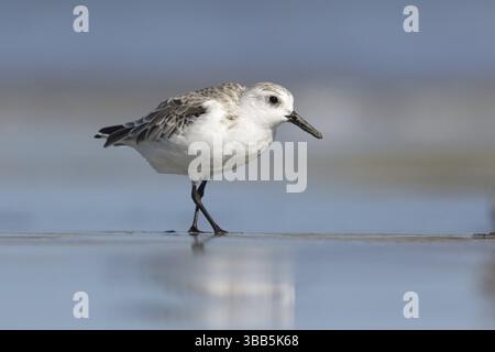 Sanderling (Calidris alba), Victoria, Australie, Océanie Banque D'Images
