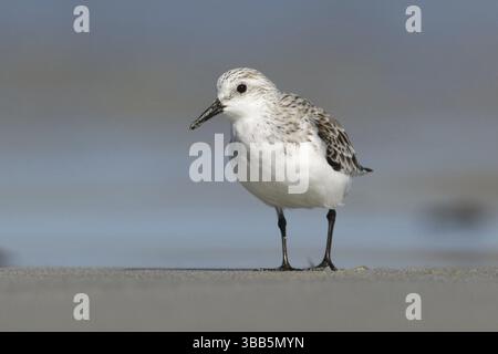 Sanderling (Calidris alba), Victoria, Australie, Océanie Banque D'Images