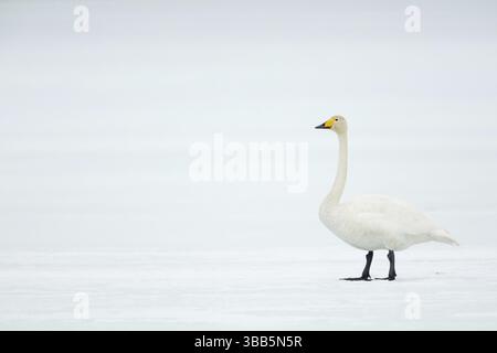 Cygnes (Cygnus cygnus) sur la surface de la glace, Vaesterbottens laen, Suède, Europe Banque D'Images