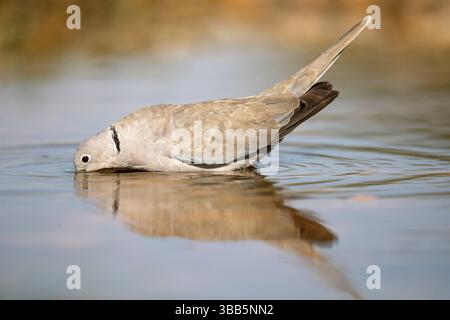 Colombe à col eurasien (Streptopelia decaocto) buvant au point d'eau, Castille-la Manche, Espagne, Europe Banque D'Images