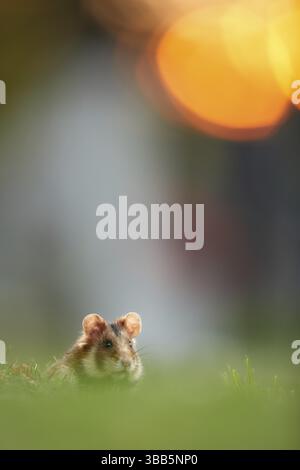 Hamster commun (Cricetus cricetus) buvant sur la prairie au coucher du soleil, Vienne, Autriche, Europe Banque D'Images