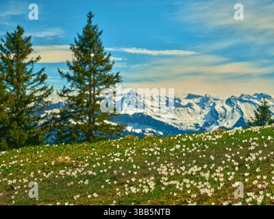 Les fleurs de printemps fleurissent sur une prairie de montagne avec des sommets enneigés en arrière-plan sous un ciel bleu clair Banque D'Images