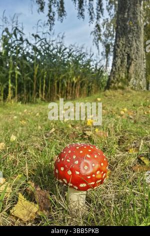 Fliegenpilz (Amanita muscaria) im Herbstlaub am Wegesrand, Hessen, Deutschland Banque D'Images